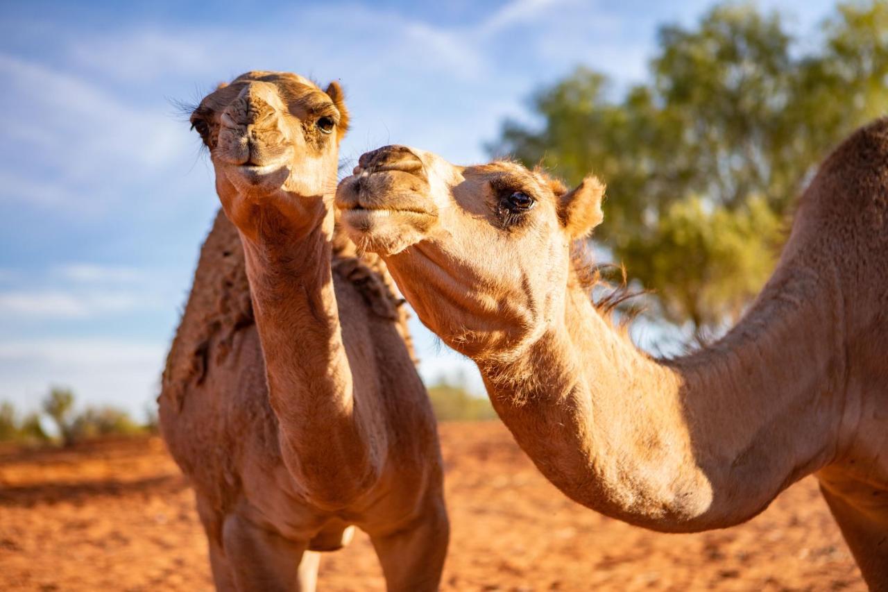 Erldunda Desert Oaks Resort Ghan Eksteriør bilde